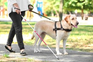person with a white cane and guide dog